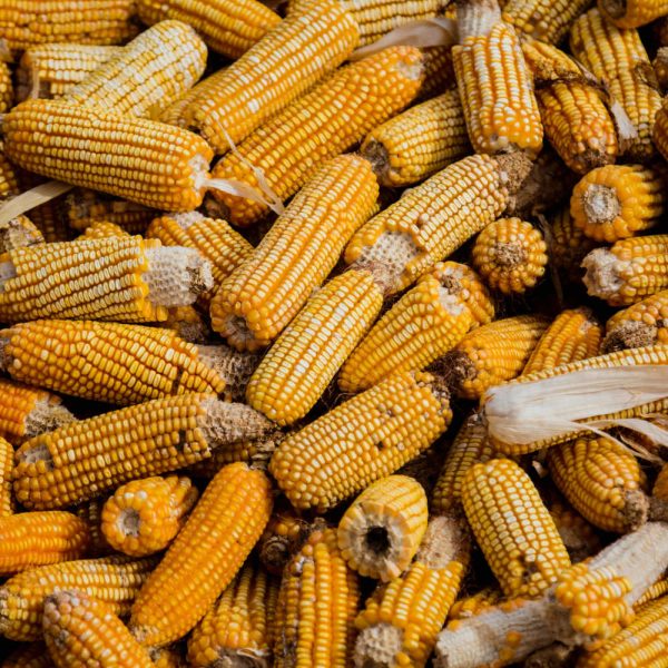 product-corn-exporting-terra-brasil-trade